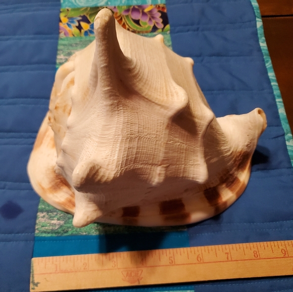 Large Beautiful Natural Conch Shell 9 Inches - Picture 5 of 9
